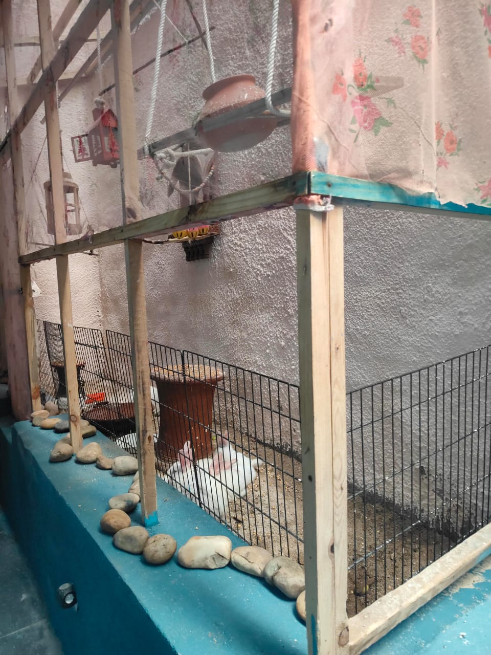 Small in-clinic menagerie with rabbits and birds at Dental Brasstacks Gurgaon — used for child behaviour management